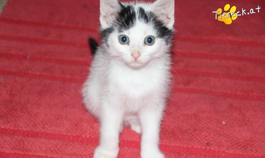 Katze Ragnar (Foto by Tiereck.at - Lavanttaler Tierhilfe)