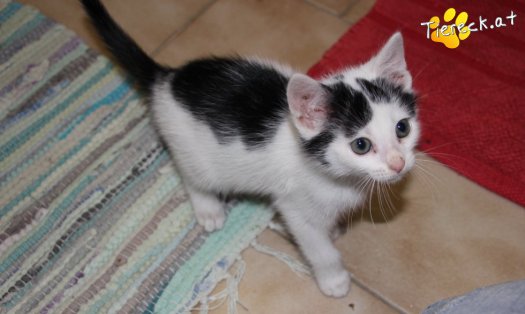 Katze Ragnar (Foto by Tiereck.at - Lavanttaler Tierhilfe)