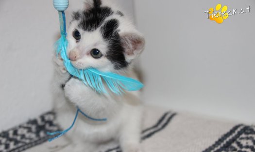 Katze Ragnar (Foto by Tiereck.at - Lavanttaler Tierhilfe)