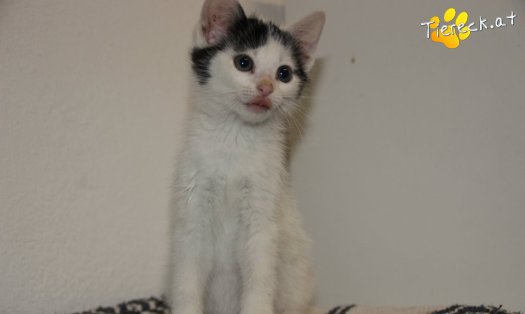 Katze Ragnar (Foto by Tiereck.at - Lavanttaler Tierhilfe)