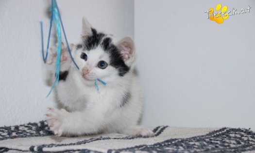 Katze Ragnar (Foto by Tiereck.at - Lavanttaler Tierhilfe)