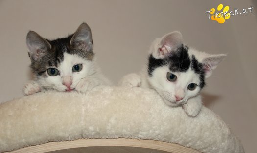 Katze Ragnar (Foto by Tiereck.at - Lavanttaler Tierhilfe)