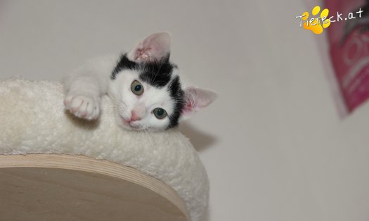 Katze Ragnar (Foto by Tiereck.at - Lavanttaler Tierhilfe)