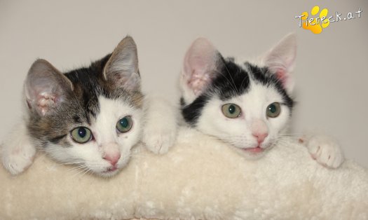 Katze Ragnar (Foto by Tiereck.at - Lavanttaler Tierhilfe)