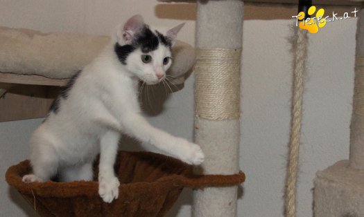 Katze Ragnar (Foto by Tiereck.at - Lavanttaler Tierhilfe)