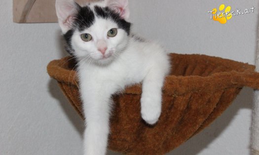 Katze Ragnar (Foto by Tiereck.at - Lavanttaler Tierhilfe)