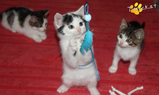 Katze Minnie (Foto by Tiereck.at - Lavanttaler Tierhilfe)