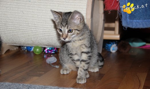 Katze Pumba (Foto by Tiereck.at - Lavanttaler Tierhilfe)