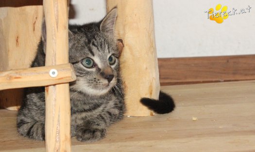 Katze Timon (Foto by Tiereck.at - Lavanttaler Tierhilfe)
