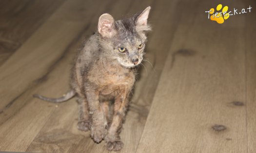 Katze Sternchen (Foto by Tiereck.at - Lavanttaler Tierhilfe)