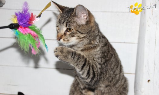 Katze Jonas (Foto by Tiereck.at - Lavanttaler Tierhilfe)