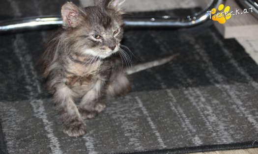 Katze Grisu (Foto by Tiereck.at - Lavanttaler Tierhilfe)