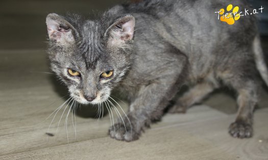 Katze Grisu (Foto by Tiereck.at - Lavanttaler Tierhilfe)