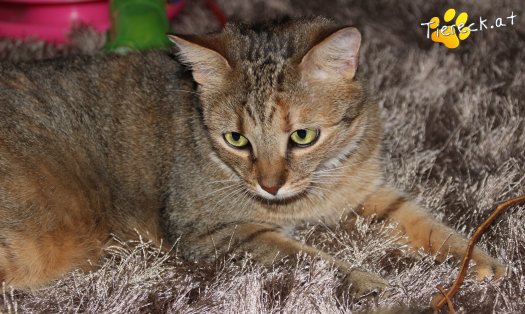 Katze Maya (Foto by Tiereck.at - Lavanttaler Tierhilfe)