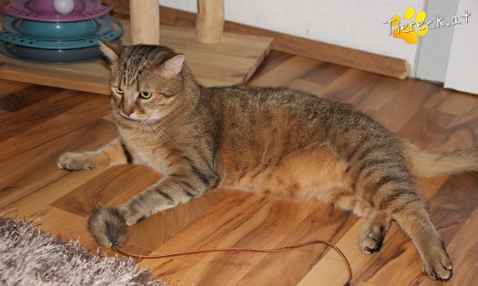 Katze Balu (Foto by Tiereck.at - Lavanttaler Tierhilfe)