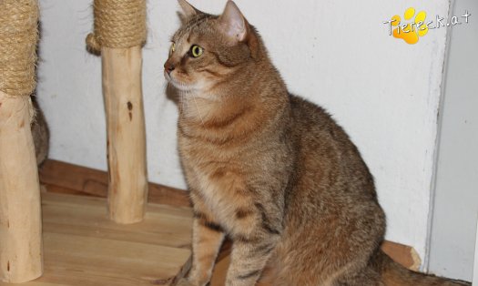 Katze Balu (Foto by Tiereck.at - Lavanttaler Tierhilfe)