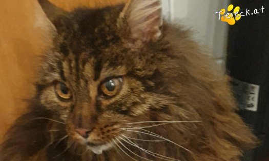 Katze Freddie (Foto by Tiereck.at - Lavanttaler Tierhilfe)