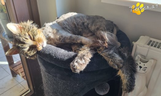 Katze Freddie (Foto by Tiereck.at - Lavanttaler Tierhilfe)