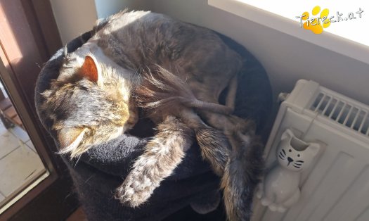 Katze Freddie (Foto by Tiereck.at - Lavanttaler Tierhilfe)