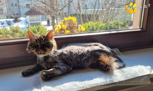 Katze Freddie (Foto by Tiereck.at - Lavanttaler Tierhilfe)