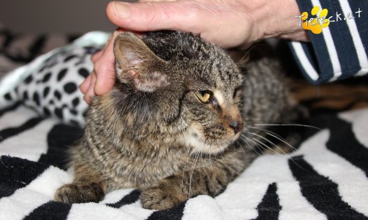 Katze Woody (Foto by Tiereck.at - Lavanttaler Tierhilfe)