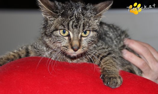 Katze Woody (Foto by Tiereck.at - Lavanttaler Tierhilfe)