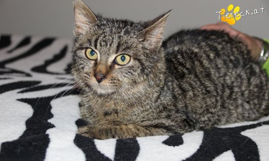 Katze Woody (Foto by Tiereck.at - Lavanttaler Tierhilfe)