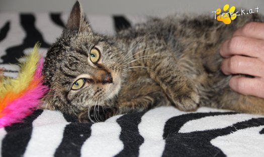 Katze Woody (Foto by Tiereck.at - Lavanttaler Tierhilfe)