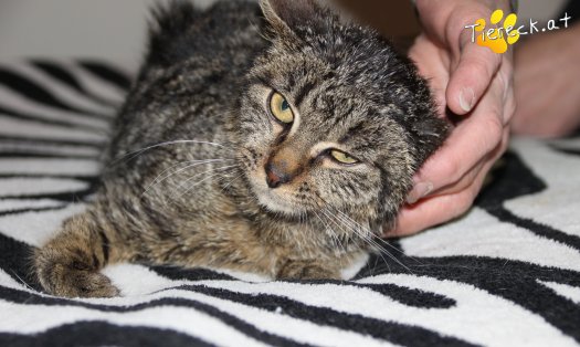 Katze Woody (Foto by Tiereck.at - Lavanttaler Tierhilfe)