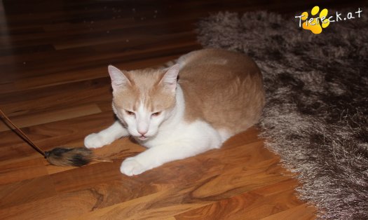 Katze Sammy (Foto by Tiereck.at - Lavanttaler Tierhilfe)