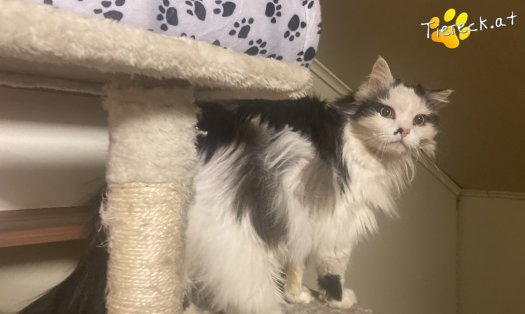 Katze Matilda (Foto by Tiereck.at - Lavanttaler Tierhilfe)
