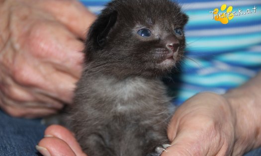 Katze Grey (Foto by Tiereck.at - Lavanttaler Tierhilfe)
