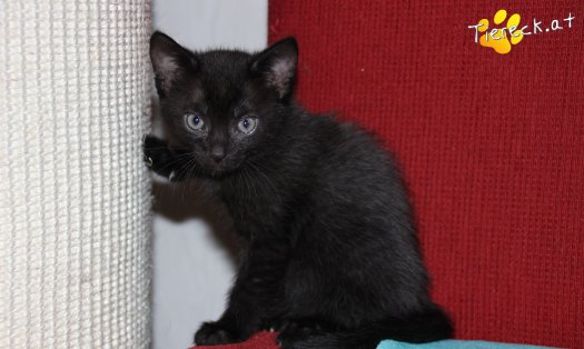 Katze Grey (Foto by Tiereck.at - Lavanttaler Tierhilfe)