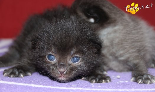 Katze Emily (Foto by Tiereck.at - Lavanttaler Tierhilfe)