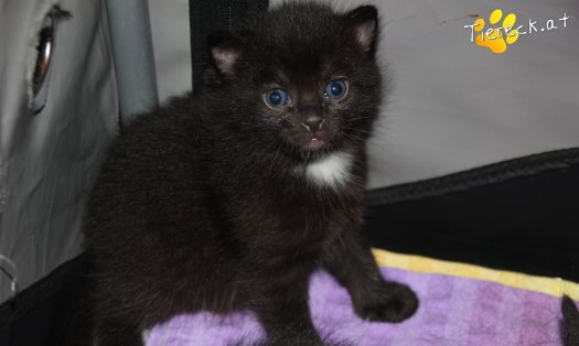 Katze Emily (Foto by Tiereck.at - Lavanttaler Tierhilfe)