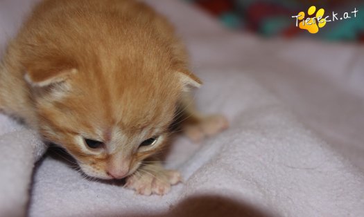 Katze Azuki (Foto by Tiereck.at - Lavanttaler Tierhilfe)