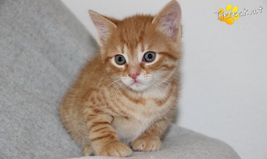 Katze Azuki (Foto by Tiereck.at - Lavanttaler Tierhilfe)