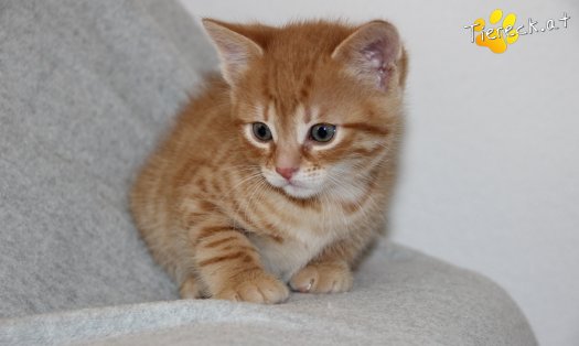 Katze Azuki (Foto by Tiereck.at - Lavanttaler Tierhilfe)