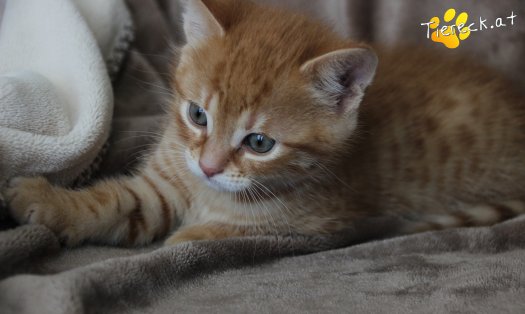 Katze Azuki (Foto by Tiereck.at - Lavanttaler Tierhilfe)