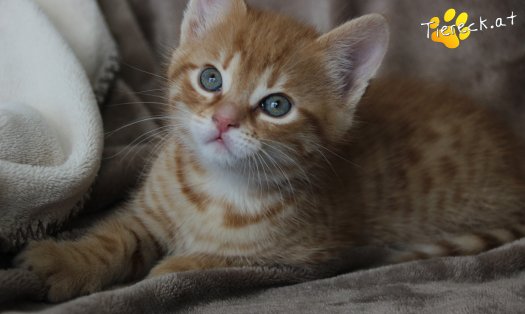 Katze Azuki (Foto by Tiereck.at - Lavanttaler Tierhilfe)