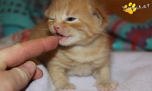 Katze Chester (Foto by Tiereck.at - Lavanttaler Tierhilfe)