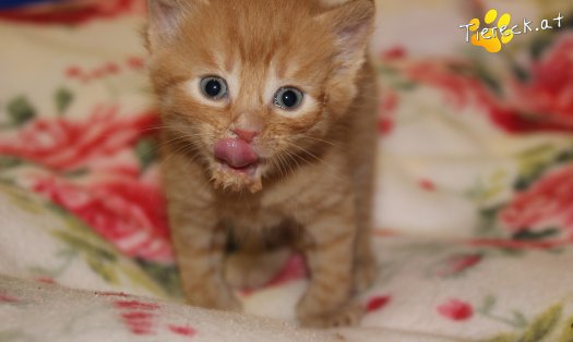 Katze Chester (Foto by Tiereck.at - Lavanttaler Tierhilfe)