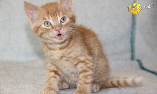 Katze Chester (Foto by Tiereck.at - Lavanttaler Tierhilfe)