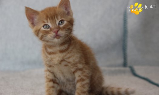 Katze Chester (Foto by Tiereck.at - Lavanttaler Tierhilfe)