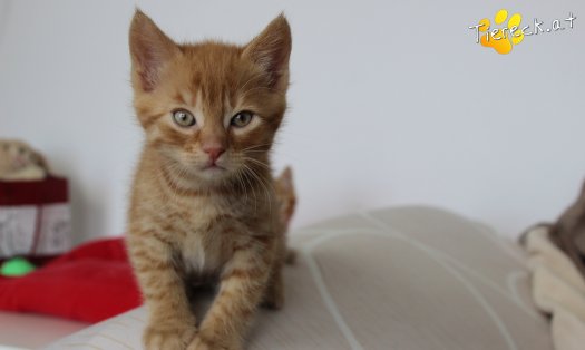 Katze Chester (Foto by Tiereck.at - Lavanttaler Tierhilfe)