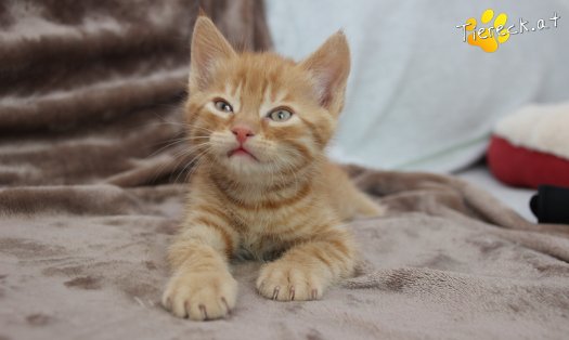 Katze Chester (Foto by Tiereck.at - Lavanttaler Tierhilfe)