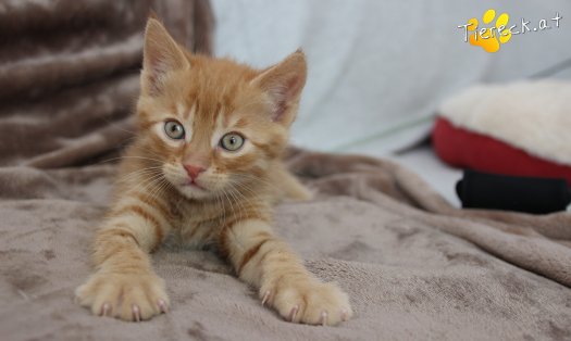 Katze Chester (Foto by Tiereck.at - Lavanttaler Tierhilfe)
