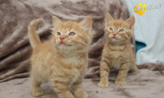 Katze Chester (Foto by Tiereck.at - Lavanttaler Tierhilfe)