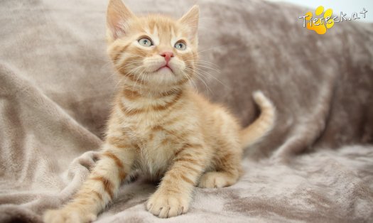 Katze Chester (Foto by Tiereck.at - Lavanttaler Tierhilfe)