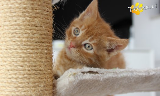 Katze Chester (Foto by Tiereck.at - Lavanttaler Tierhilfe)